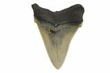 Serrated Angustidens Tooth - Megalodon Ancestor #295749-1